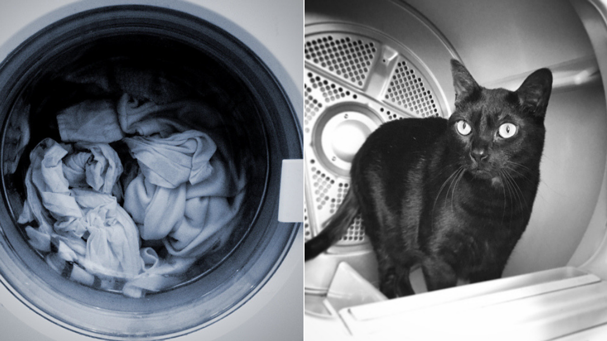 This 'Miracle Cat' Survived 30 Minutes In A Washing Machine Mid-Cycle