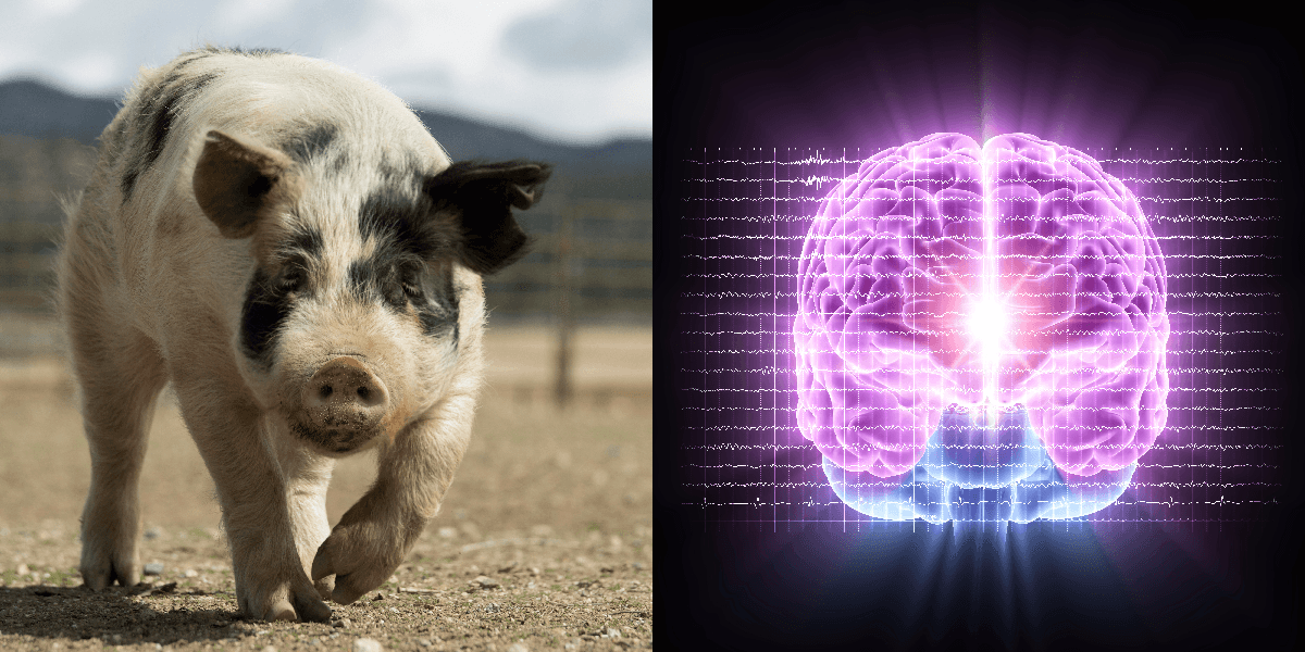 Scientists Have Restored A Surprising Amount Of Function In The Brain ...