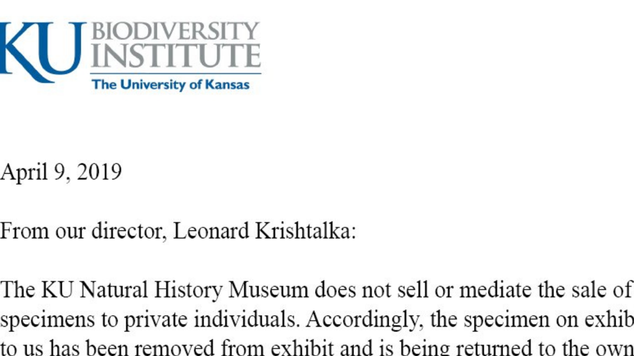 Scientists Are Not Happy With The Listing Of A Baby T-Rex Skeleton For $3 Million On eBay