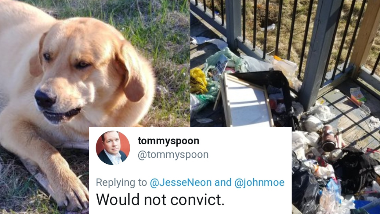 Dog Epically Fails At His Duty Of Guarding His Home Because Of One Very Clever Bear