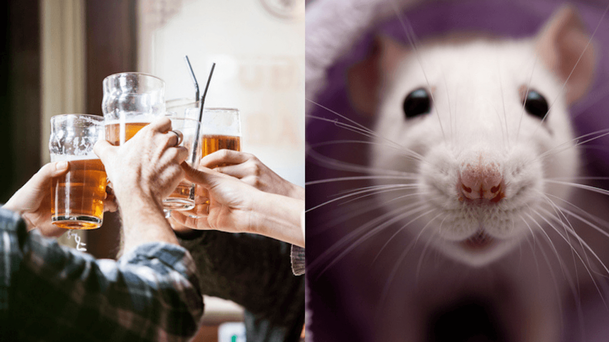 This Pop-Up Bar That Allows Drinkers The Chance To Be Crawled On By Rats Is Not For The Squeamish
