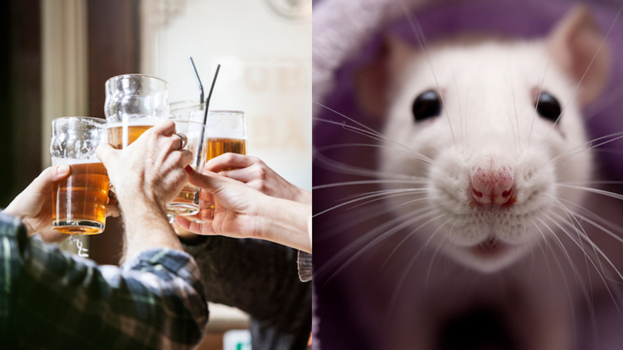 This Pop-Up Bar That Allows Drinkers The Chance To Be Crawled On By Rats Is Not For The Squeamish