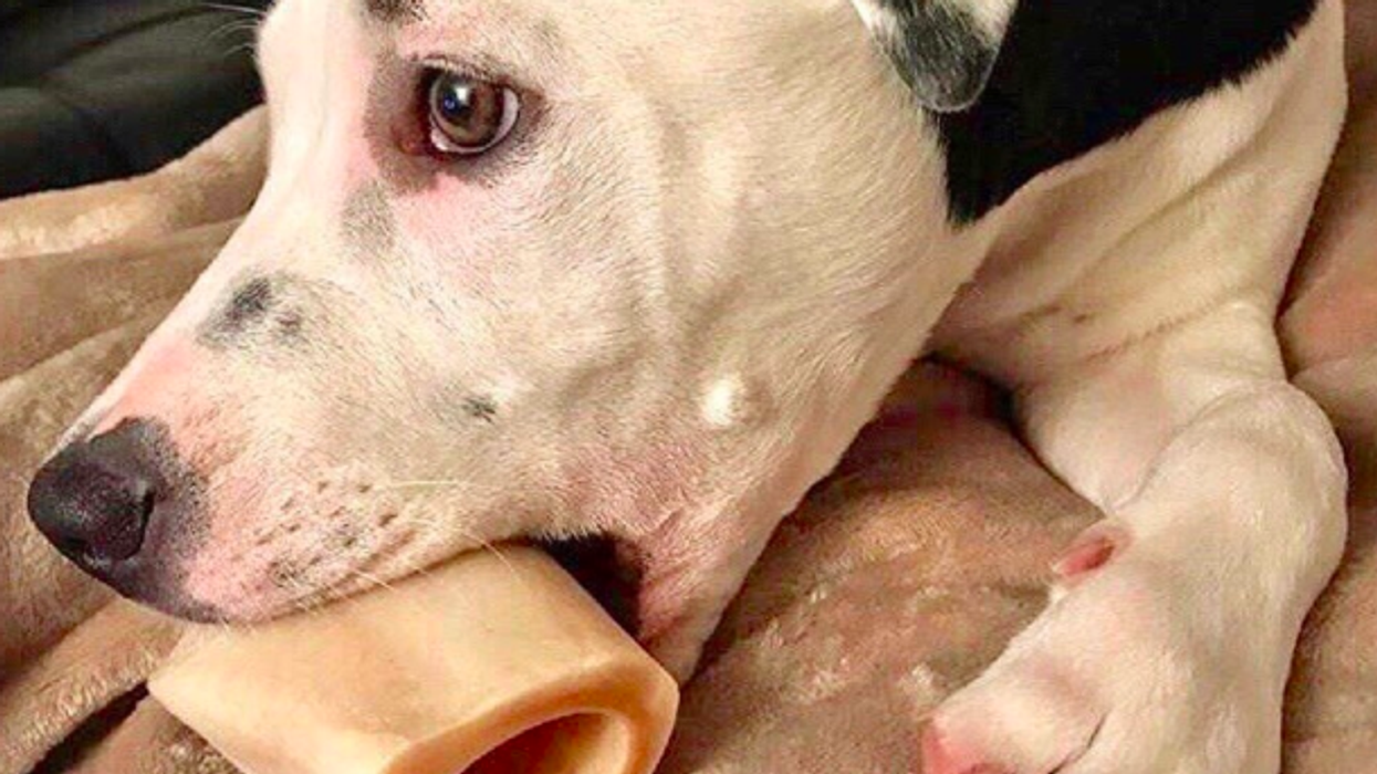 Pitbull Goes Viral After People Realize She Basically Has A Selfie On Her Ear