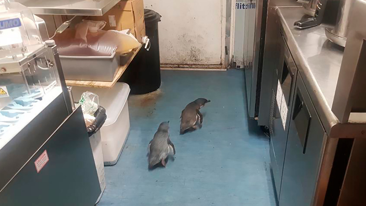 Penguins Won't Take No For An Answer After Police Detain Them For Trying To Nest At A Sushi Shop