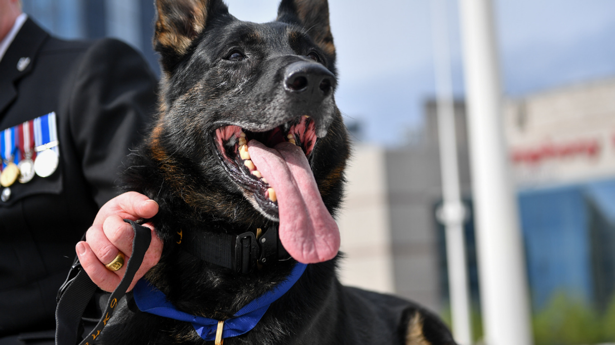 Police Dog Who Ignored His Own Stab Wounds To Nab A Dangerous Suspect Is Given An Award For His Bravery