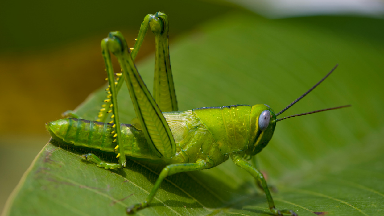 As Las Vegas Is Overrun By Grasshoppers, One Restaurant Is Taking An Unusual Approach To The Problem