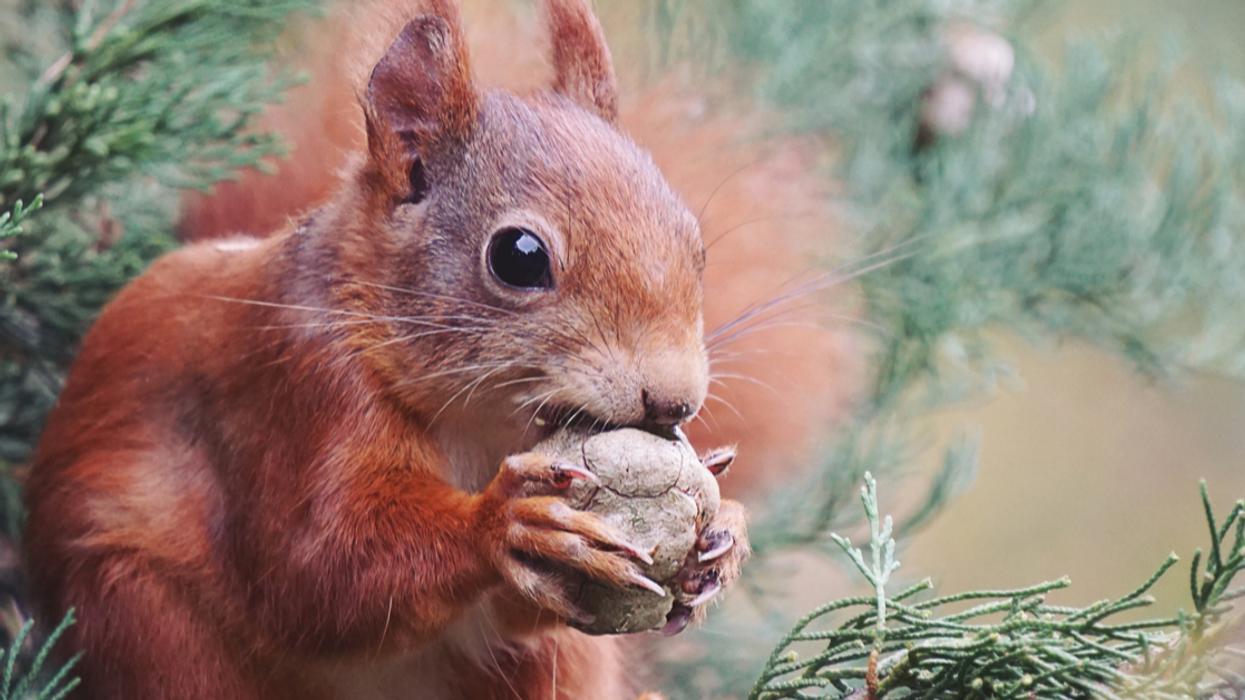 Man Discovers Car Issues Are Thanks To Squirrel Stashing 200 Walnuts In Under The Hood