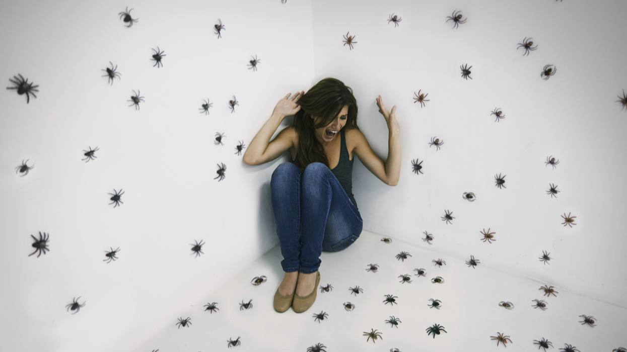 People Share Their Insect Horror Stories