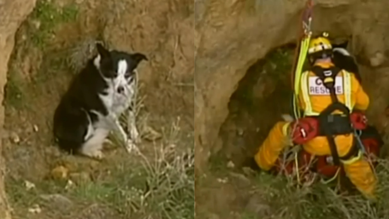 Poor Pooch Happy To Be Rescued After Falling Down Steep Beachside Cliff