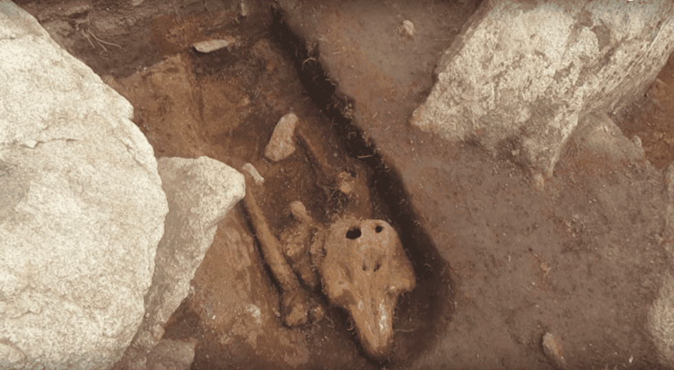 VIDEO: Medieval English Burial Ground Reveals Remains Of A Properly Buried Porpoise