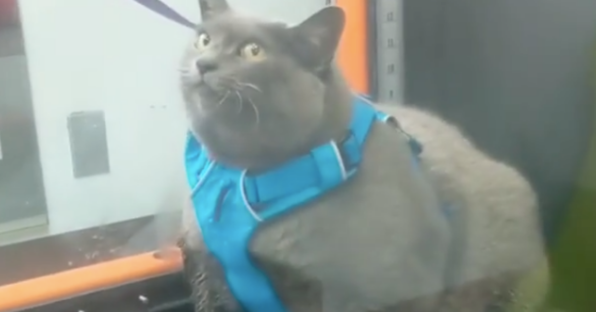 The Internet Is Loving This Chonky Cat Named Cinderblock's Lackluster Reaction To Working Out