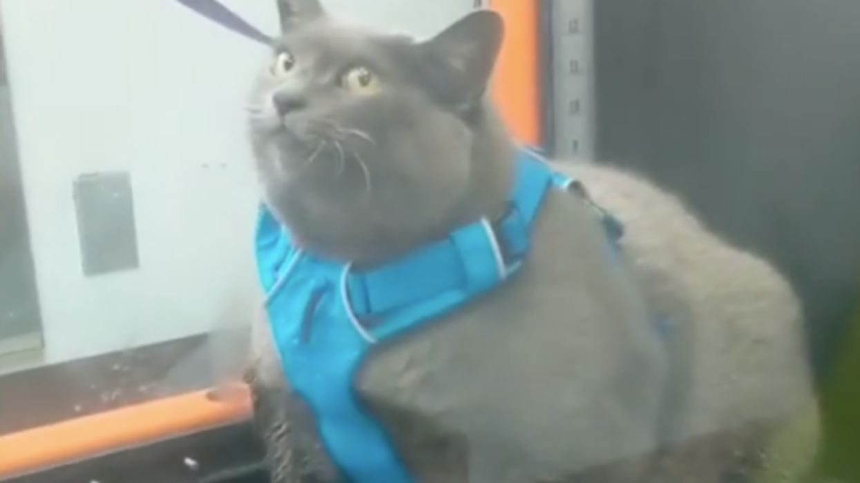 The Internet Is Loving This Chonky Cat Named Cinderblock's Lackluster Reaction To Working Out
