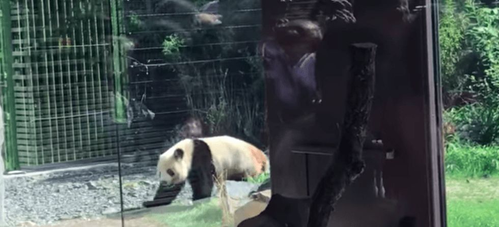 WATCH: The Berlin Zoo's Meng Meng the Panda Walks Backwards - Comic Sands