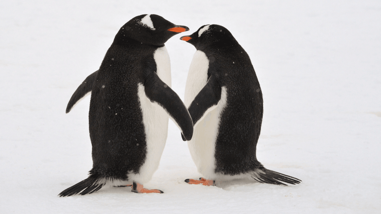 Same-Sex 'Power Couple' Penguins Did So Well With First Chick, They've Been Given Second Egg To Adopt