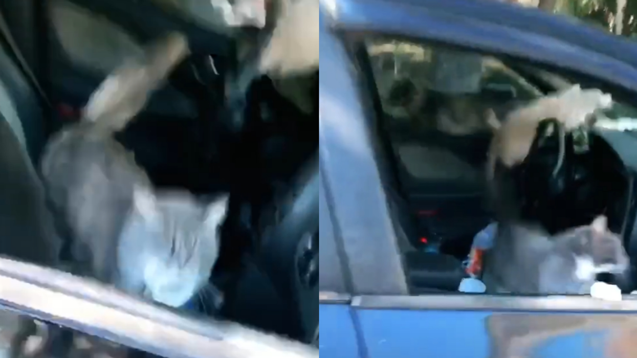 South Carolina Mom Winds Up With Car Full Of Crazed Cats After Leaving Her Car Window Down
