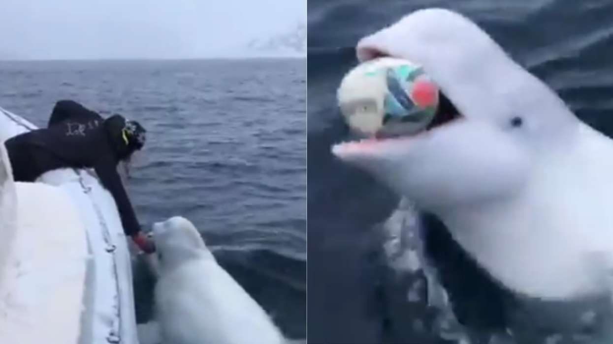 Beluga Whale Playing Fetch In Cute Viral Video Confirmed To Be Alleged 'Russian Spy Whale'