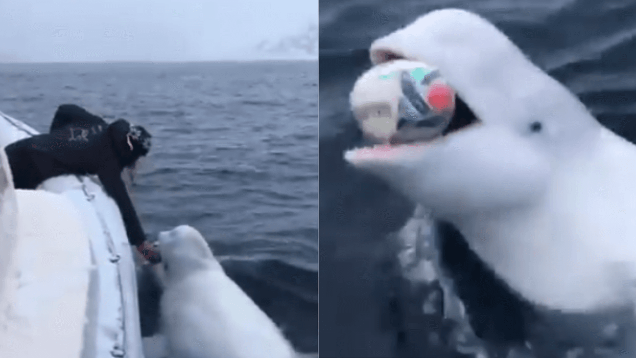 Beluga Whale Playing Fetch In Cute Viral Video Confirmed To Be Alleged 'Russian Spy Whale'