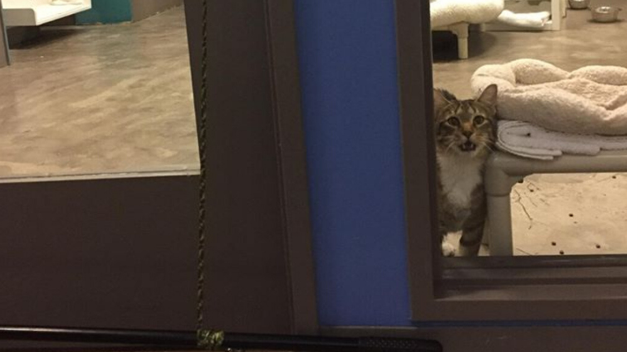 Cat Put In 'Solitary Confinement' At Animal Shelter After Repeatedly Helping Other Animals Escape