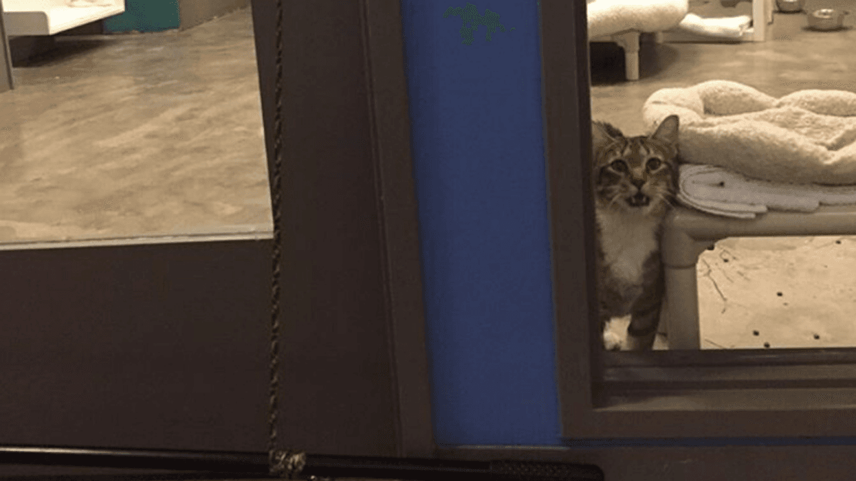 Cat Put In 'Solitary Confinement' At Animal Shelter After Repeatedly Helping Other Animals Escape