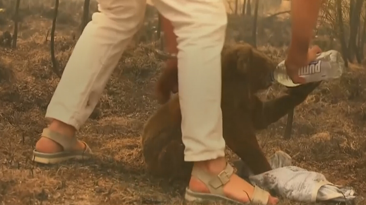 Woman Risks Her Life To Save Badly Burned Koala From Wildfire