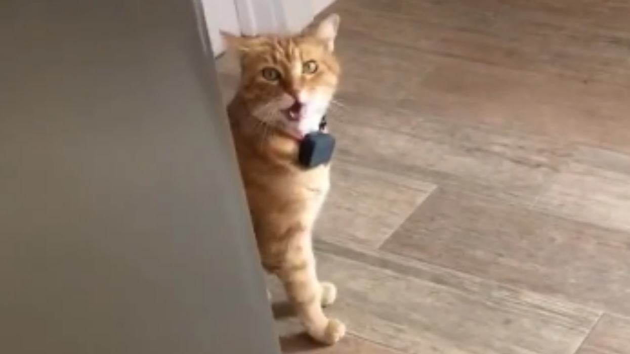 Someone Filmed Their Cat Saying 'Well Hi!' With A Thick Southern Drawl, And It's Everything