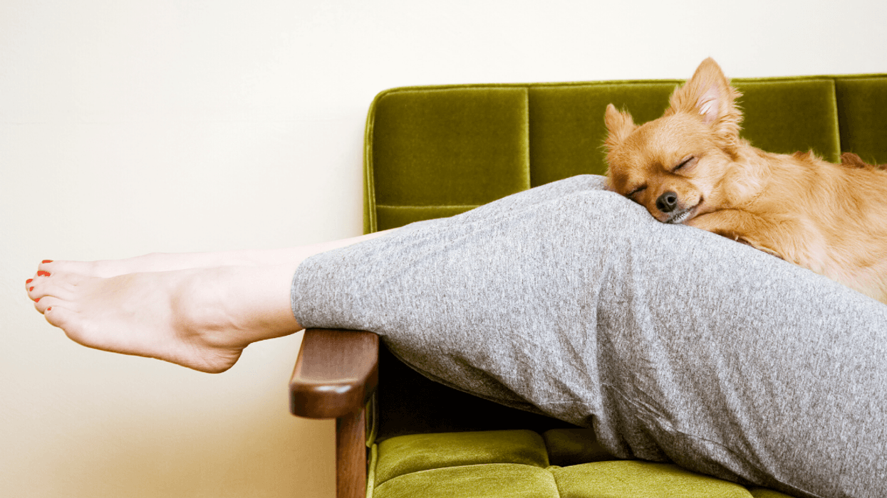 Woman Sparks Debate After Making Her Niece Live On The Couch Rather Than Clearing Out The Family Dog's Bedroom