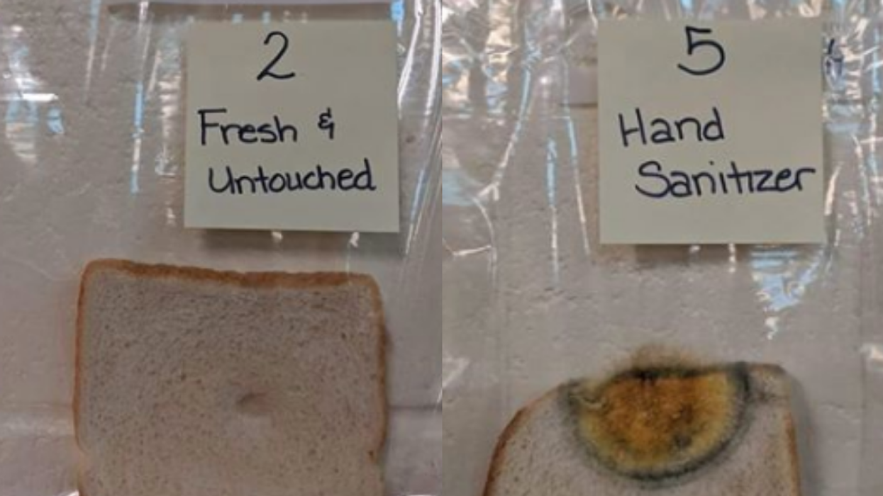 Elementary School's Bread Experiment Goes Viral For Showing Just How Important It Is To Wash Your Hands