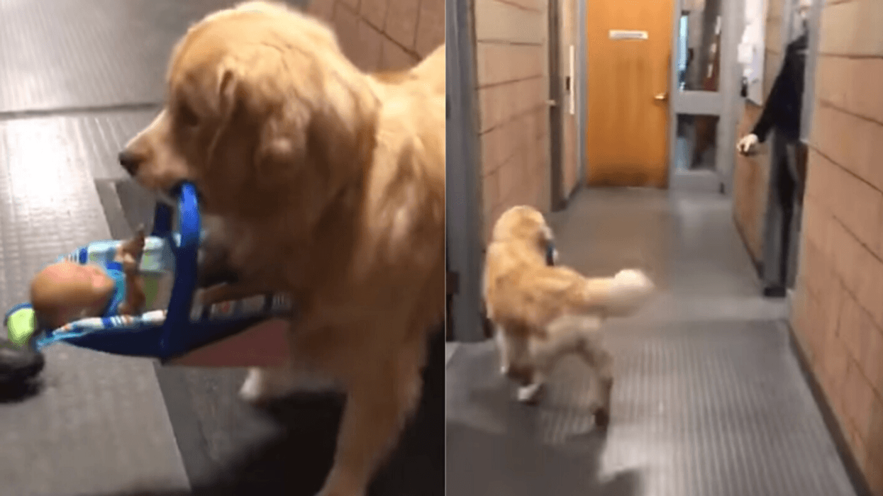 Massachusetts Police Catch Therapy Dog Stealing Donated Christmas Toys From Station In Adorable Video
