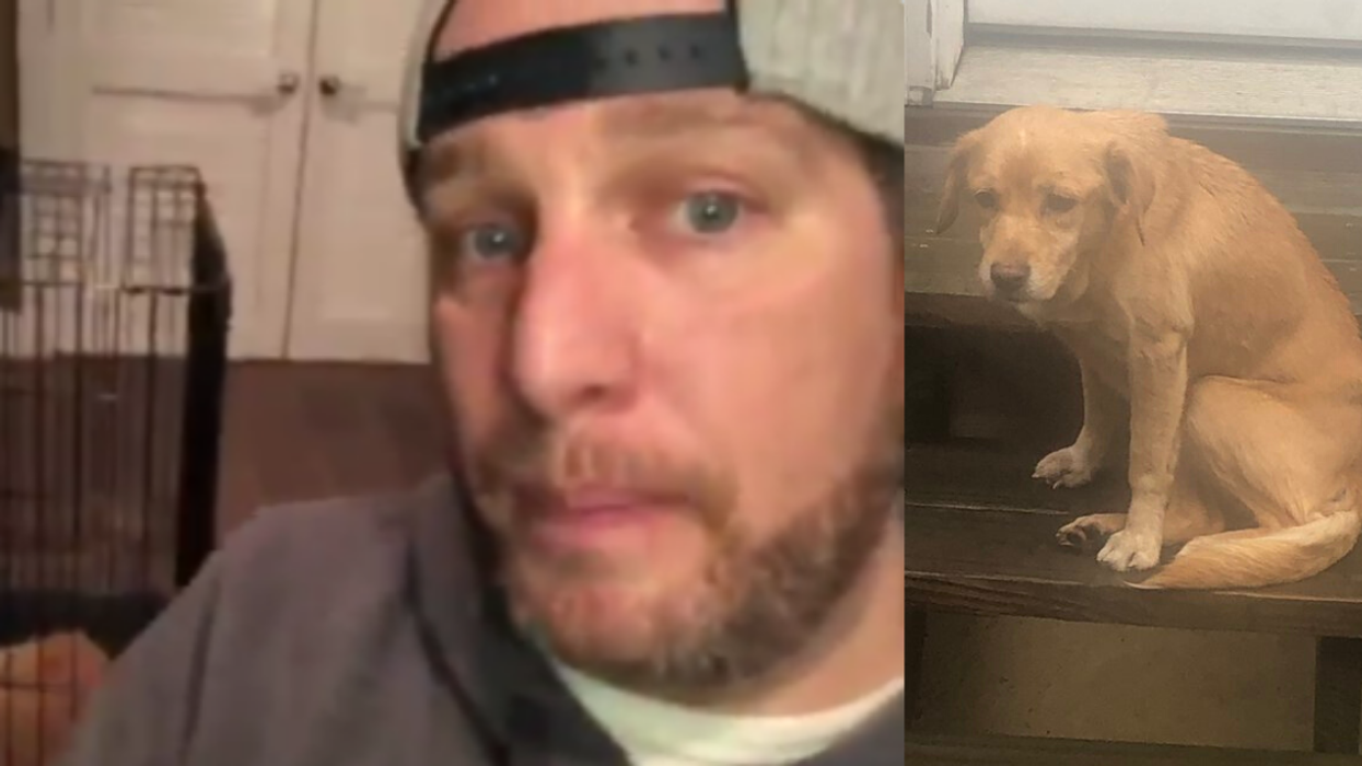 Philadelphia Man Wakes Up To Find Malnourished, Stray Dog In His Home After Accidentally Leaving His Front Door Open