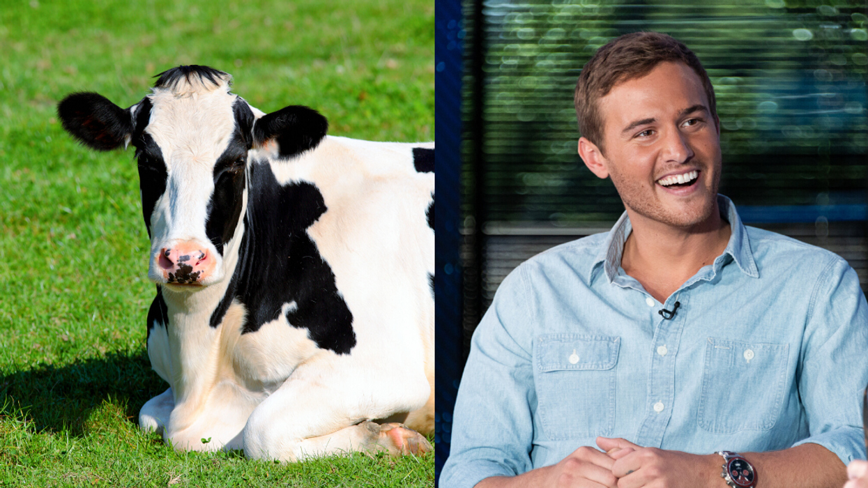 A 'Bachelor' Contestant Brought Her Emotional Support Cow, And Fans Are Living For It