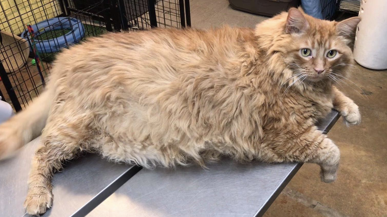 Bazooka, A Massive 35lb Cat, Has Finally Found His Forever Home As He Embarks On His Weightloss Journey
