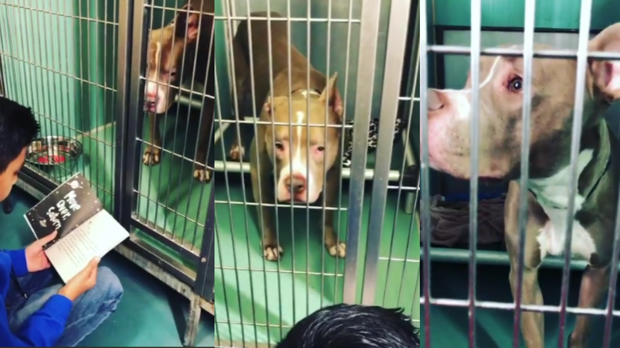 Compassionate 10-Year-Old New York Boy Spends Every Weekend Reading To Homeless Dogs To Help Soothe Them