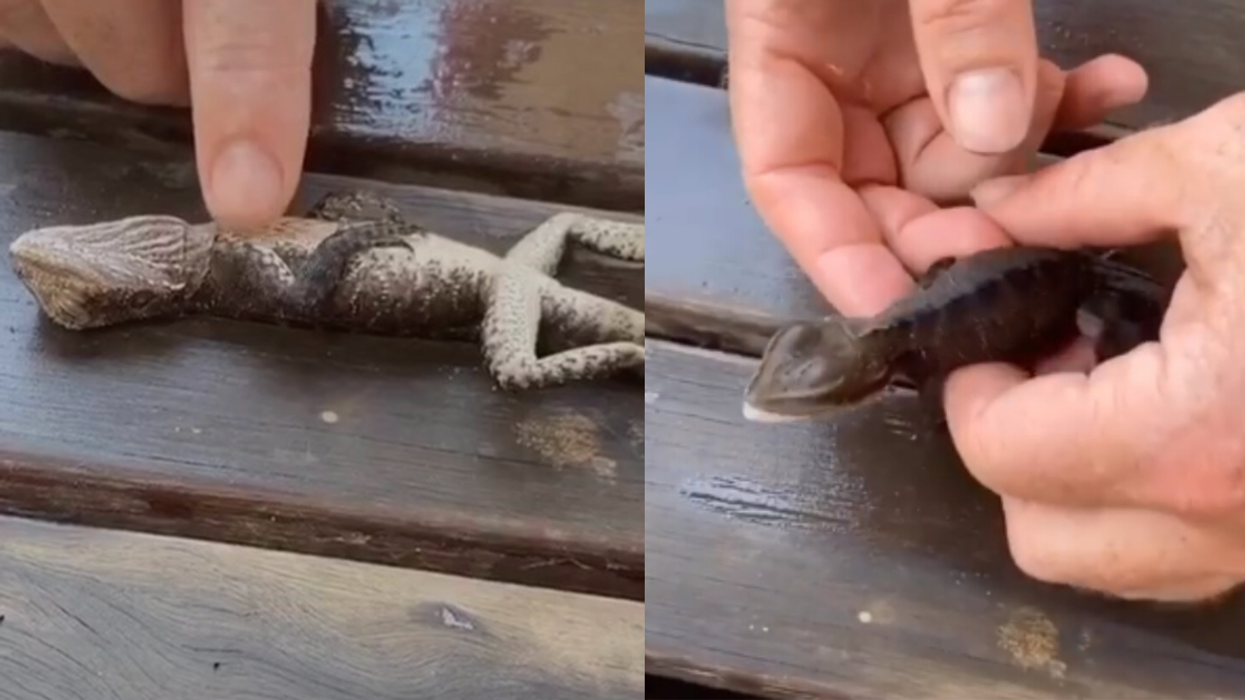 Firefighters Name Lizard 'Lucky' After Saving Its Life Using CPR
