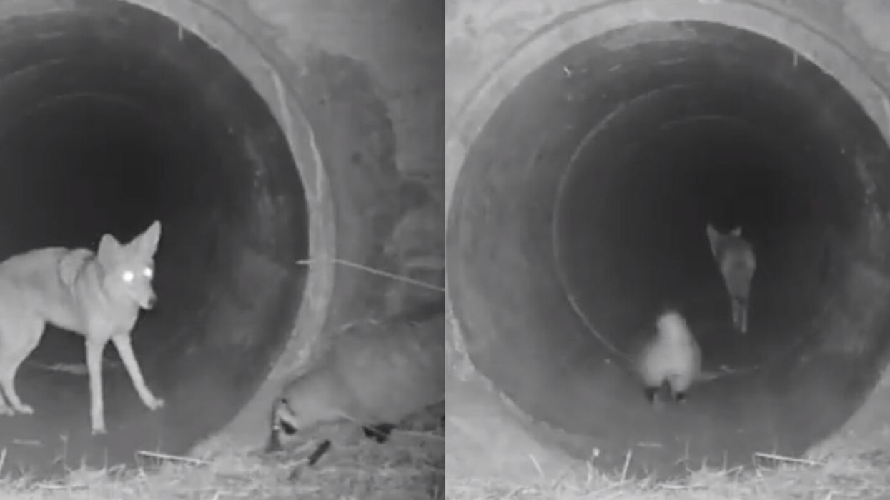 Viral Video Of A Coyote And A Badger Teaming Up Is Like A Real-Life Disney Movie