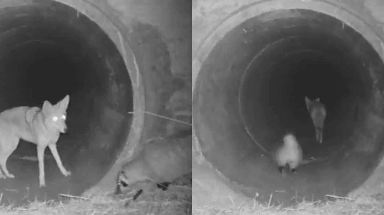 Viral Video Of A Coyote And A Badger Teaming Up Is Like A Real-Life Disney Movie