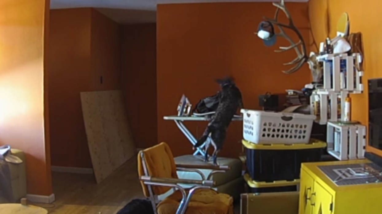 New Mexico Authorities Give Stern Warning To Puppy After It Starts A Fire And Then Causually Sits Back And Watches House Burn