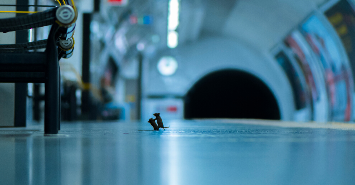 Photo Of Mice 'Squabbling' Over Crumbs On Subway Platform Wins Prestigious Wildlife Photography Award