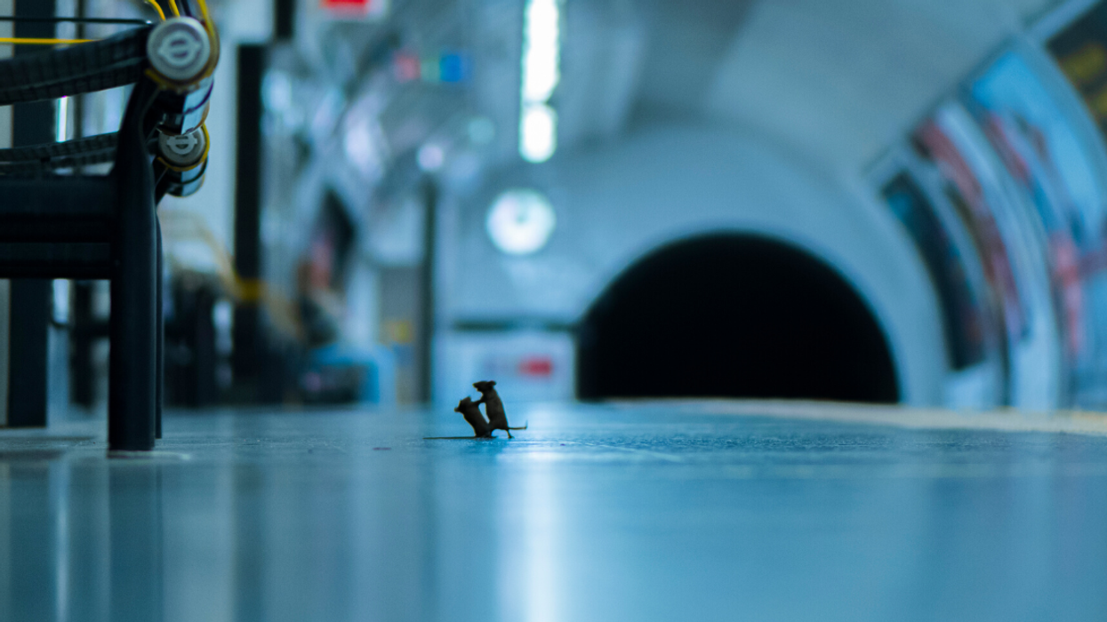 Photo Of Mice 'Squabbling' Over Crumbs On Subway Platform Wins Prestigious Wildlife Photography Award