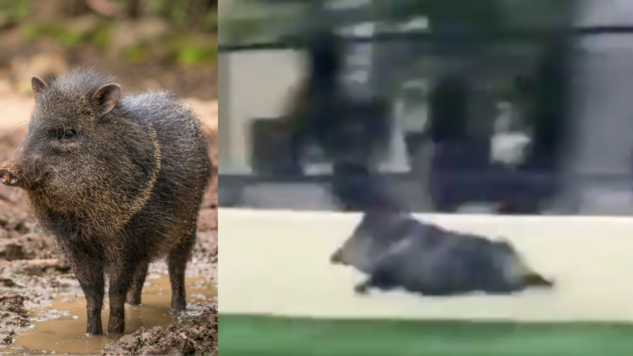 Viral Clip Of A Javelina Sprinting Like Its Life Depends On It Gets Even Better When Set To Music