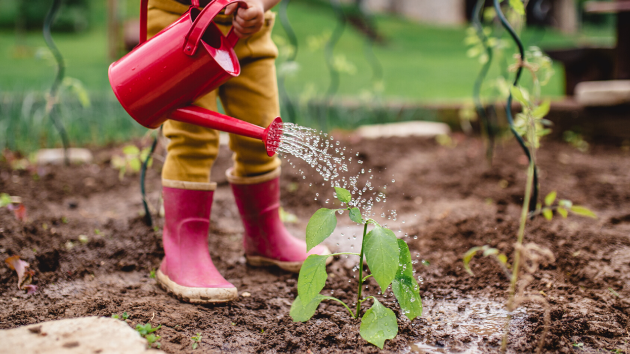 Woman Faithfully Tends To Her 'Perfect Plant' For Two Whole Years Before Discovering It's Actually Fake