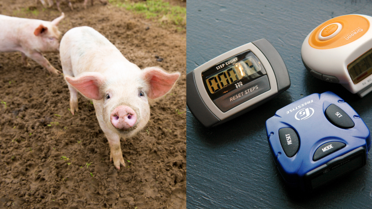 Pig Sparks Unusual Fire After Pooping Out Another Pig's Pedometer