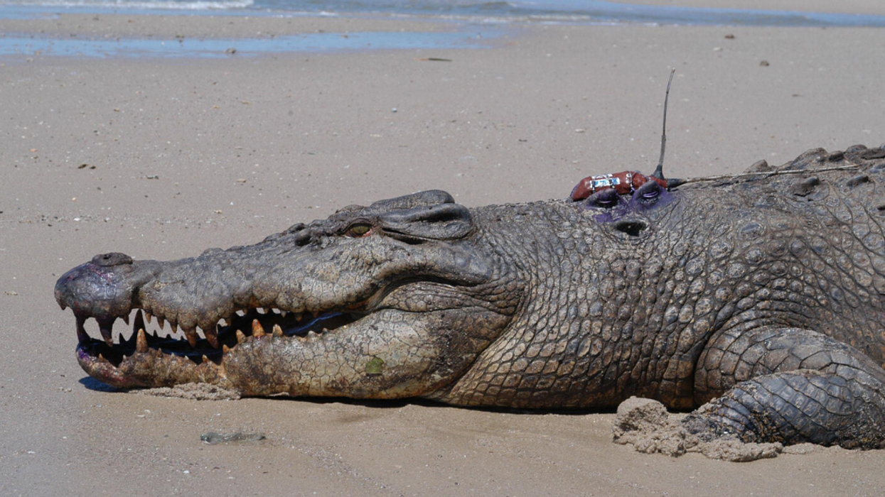 Scientists Believe That Crocodiles Have Survived Mass Extinctions Due To Their Parenting Skills