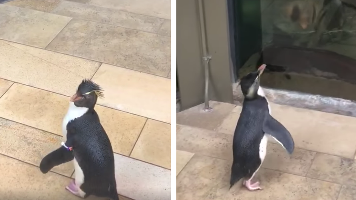 Shedd Aquarium's Closing Meant A Rare Opportunity For Animals To Visit Each Other—And They Were Mutually Enthralled