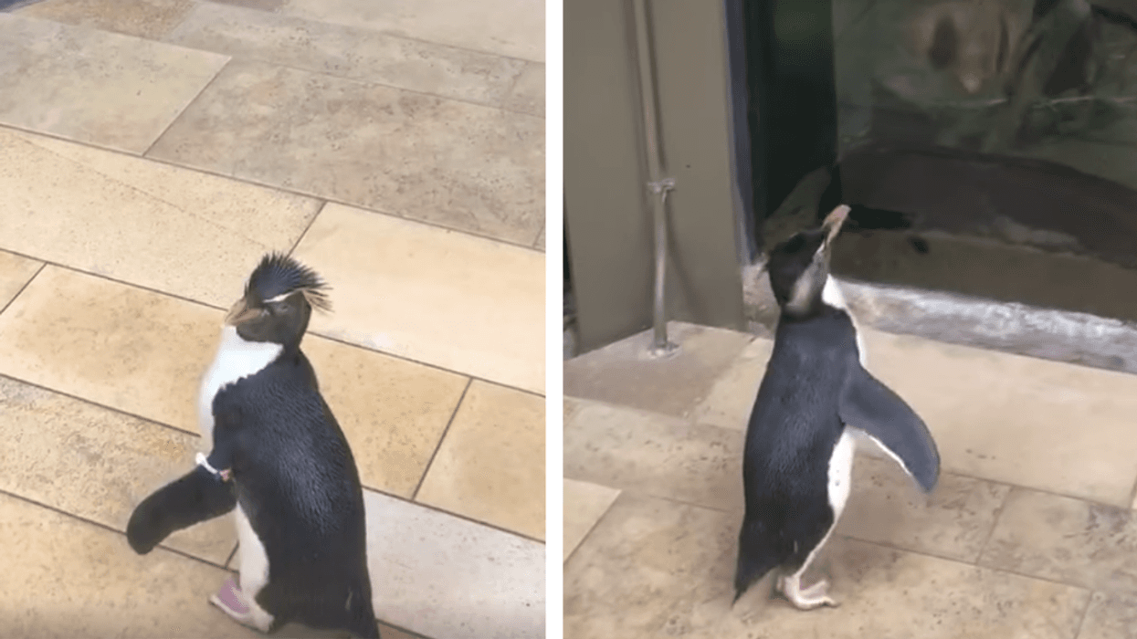 Shedd Aquarium's Closing Meant A Rare Opportunity For Animals To Visit Each Other—And They Were Mutually Enthralled