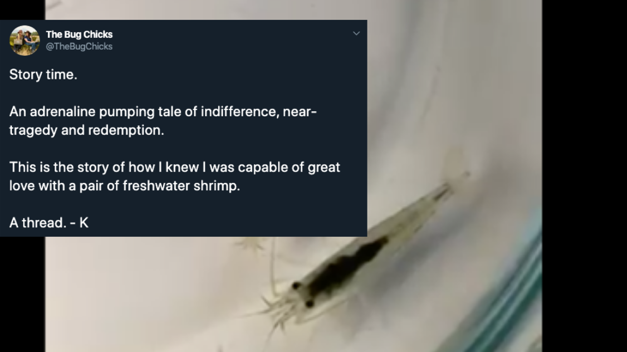 Woman Taps Into A Previously Unknown Reserve Of Love During A Tense Experience With Her New Pair Of Pet Freshwater Shrimp