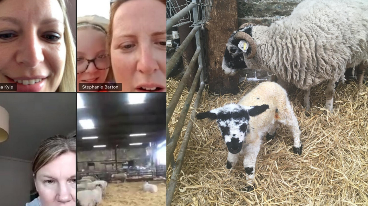 Adorable Newborn Lamb Given The Name 'Zoom' After Sheep Gives Birth During Group Video Call