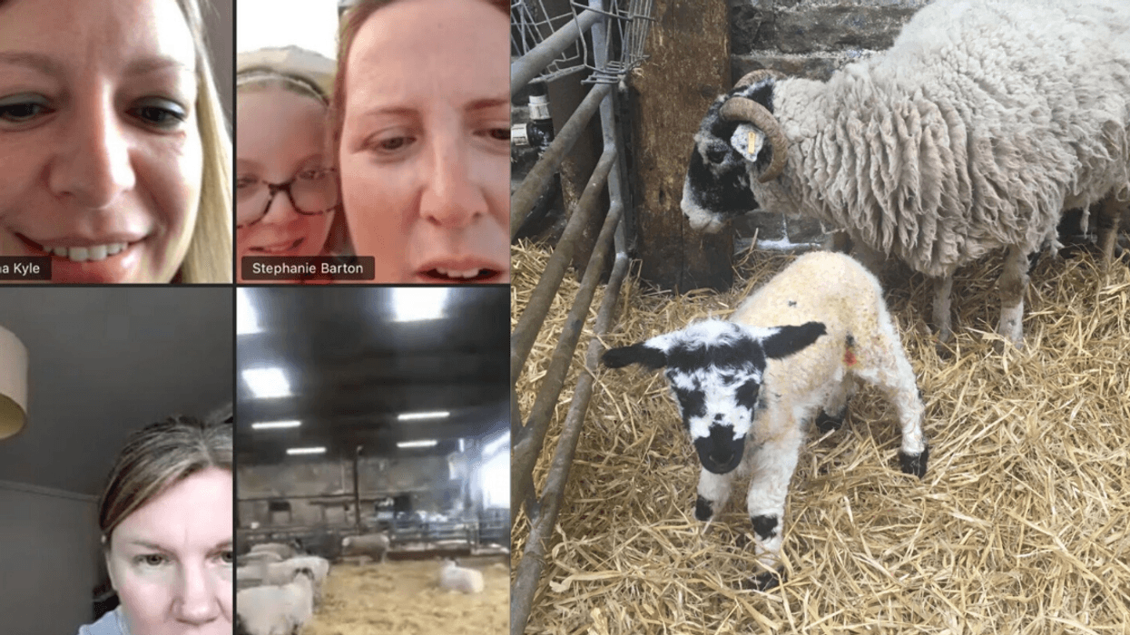 Adorable Newborn Lamb Given The Name 'Zoom' After Sheep Gives Birth During Group Video Call