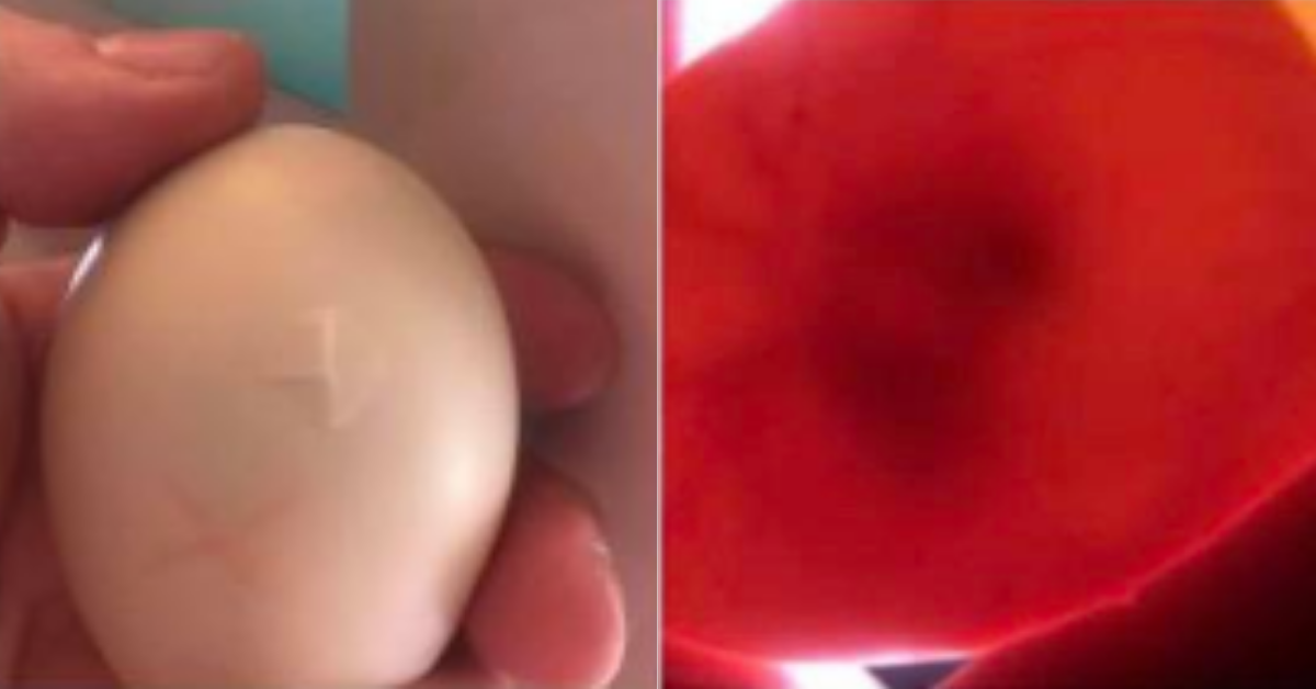 Woman Hatches Duckling After Finding Cracked Egg And Incubating It In Her Cleavage For 35 Days