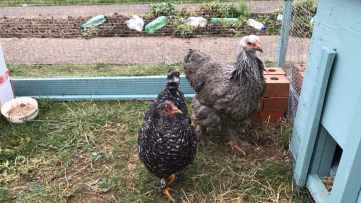 Woman Stunned To Find Out That Two Of Her Hens Are Actually In An Adorable Lesbian Relationship