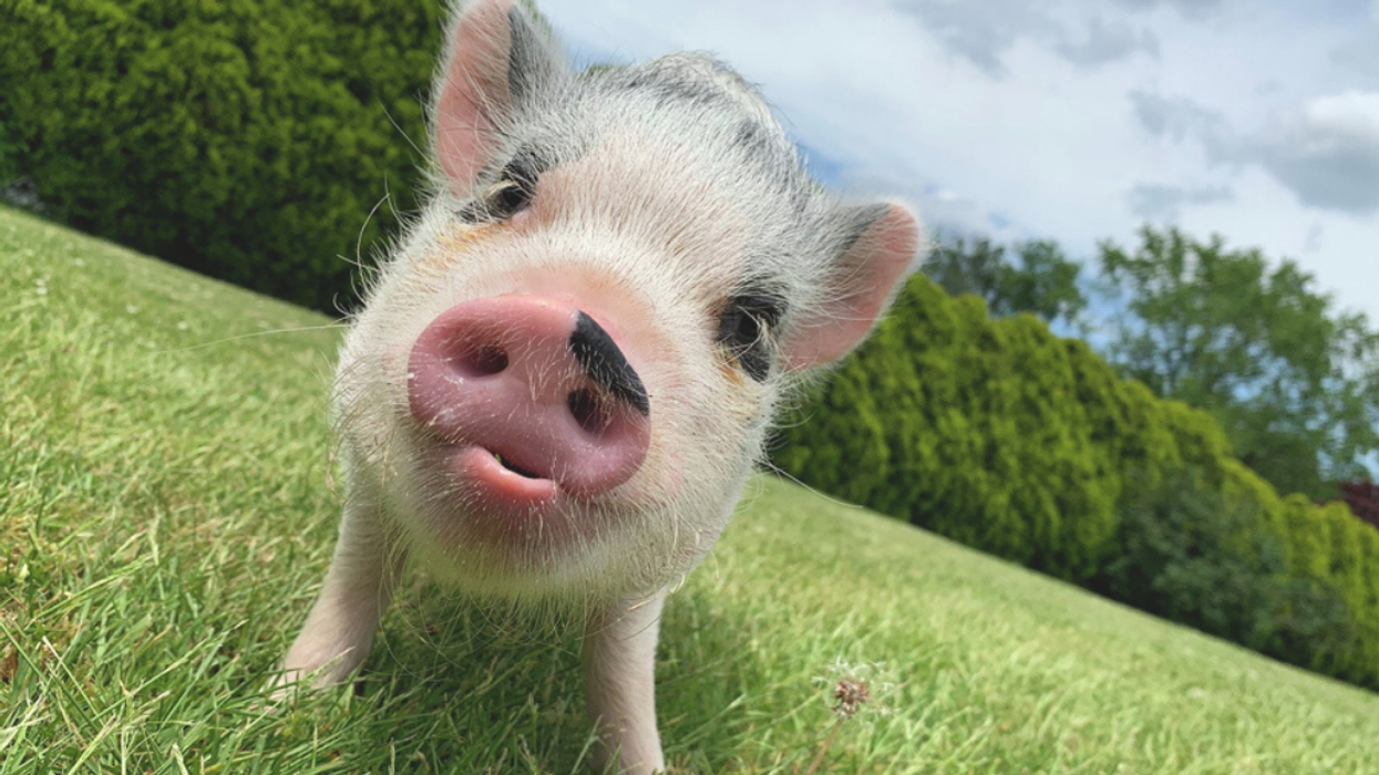 Adorable Pigs Who Share A Bed With Their Owner Gain Legions Of Fans As Instagram 'Pigfluencers'